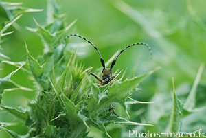 Agapanthia villosoviridescens